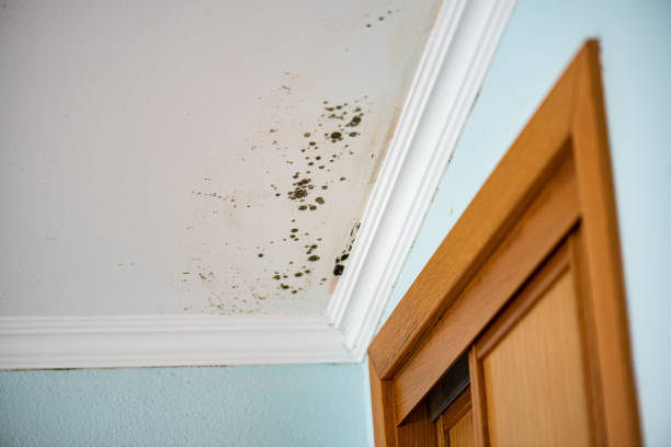 Best Basement Mold Remediation in Mountville, PA