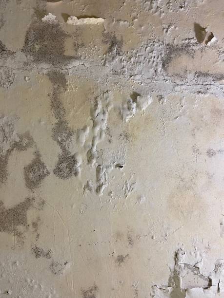 Best Crawl Space Mold Remediation in Mountville, PA