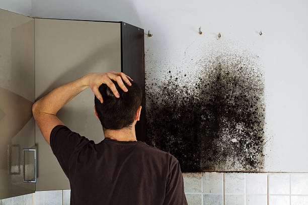 Best Attic Mold Remediation in Mountville, PA